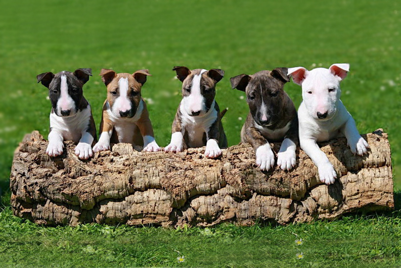 colores bull terrier