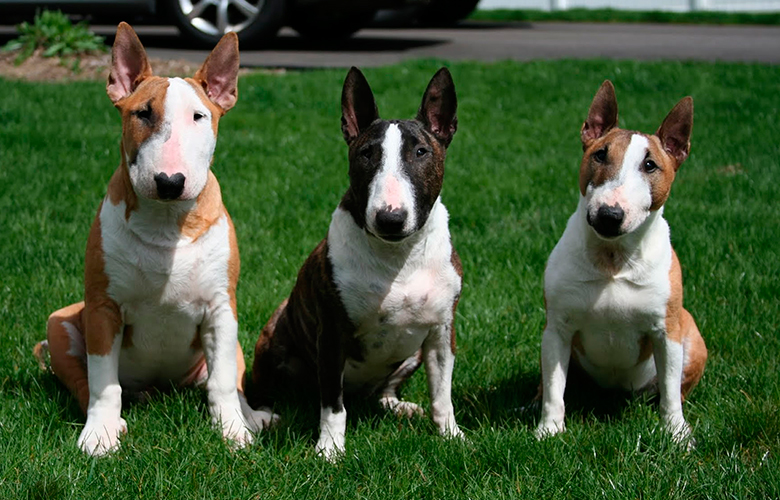 tres Bull Terriers
