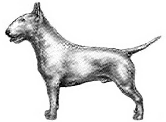 sub-tipo terrier