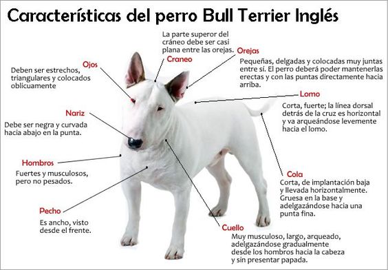 Características físicas del Bull Terrier Ingles