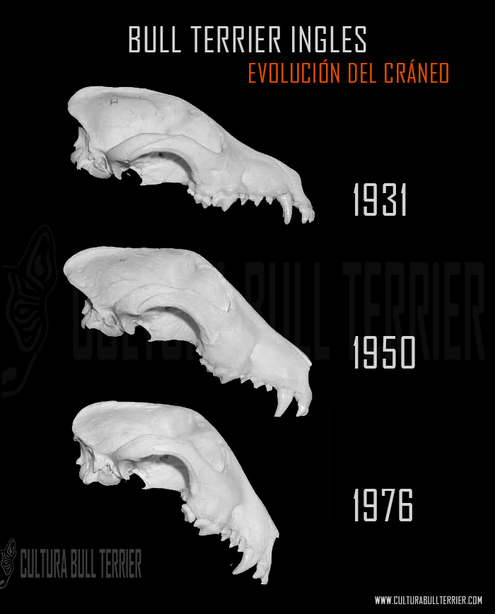 evolución del cráneo cabeza del bull terrier
