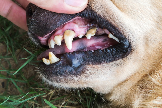 dientes con enfermedad periodontal