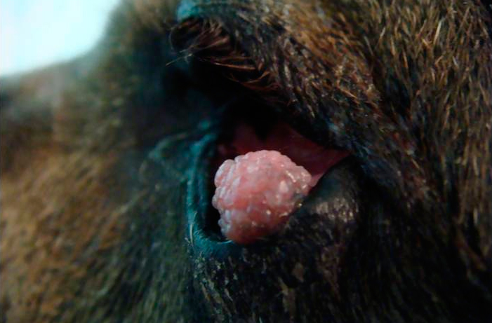 Papiloma ▻ Verrugas virales en los perros – CULTURA BULL TERRIER