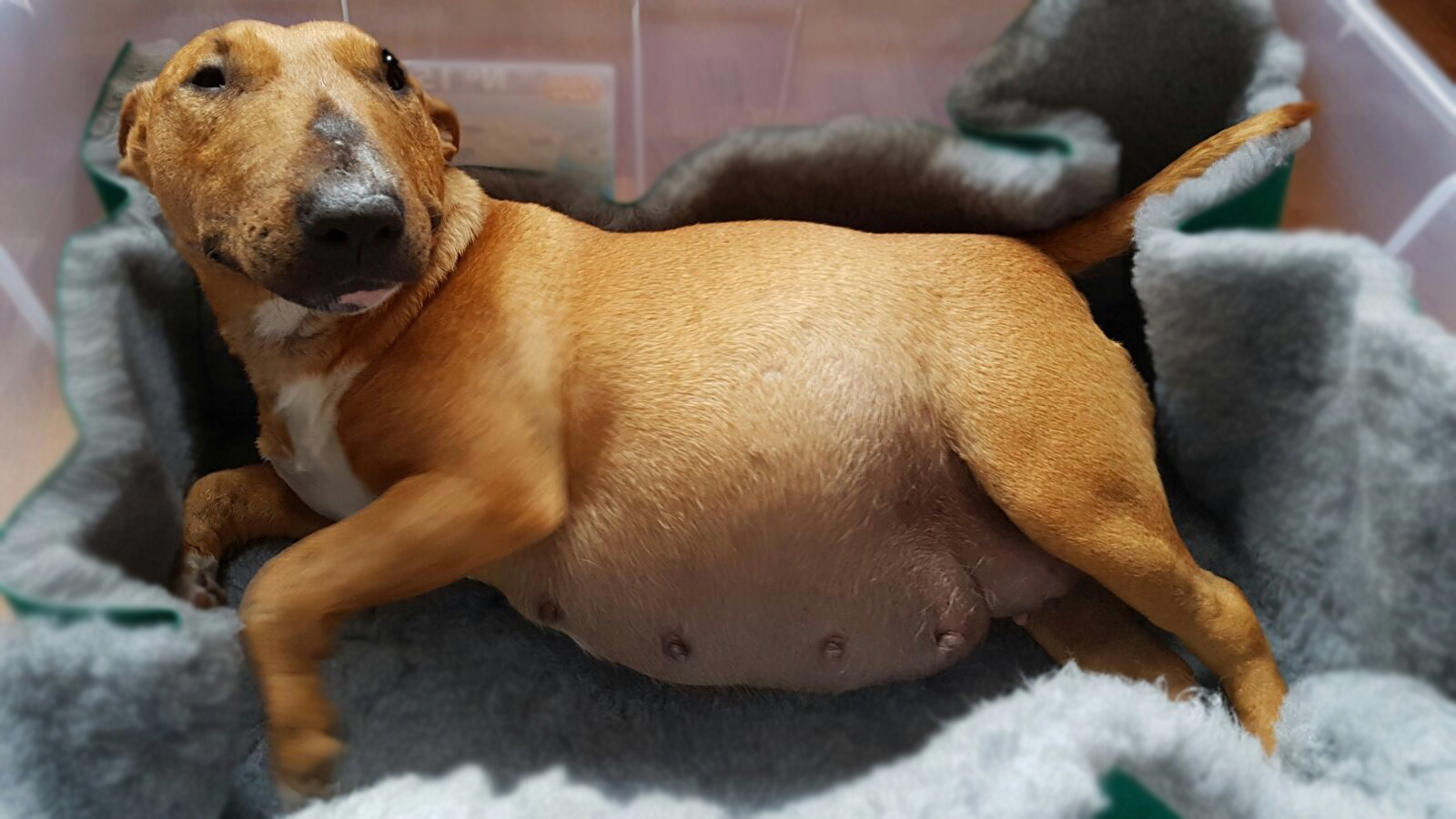 Bull Terrier etapa embarazo