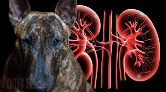 Problemas de riñón en perros