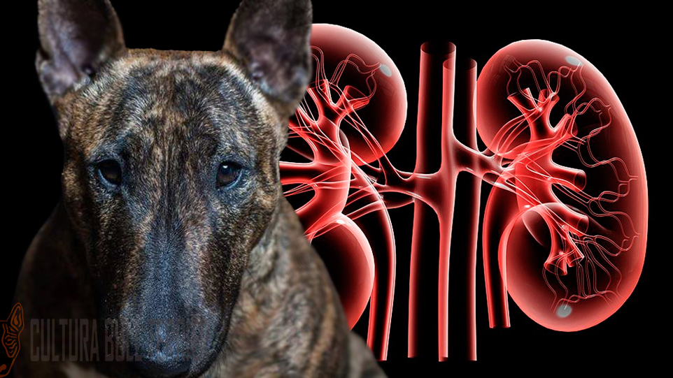 Problemas de riñón en perros